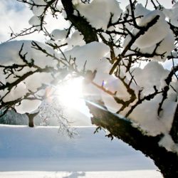 ferienwohnung-flachau-wohnen-mitten-in-der-natur